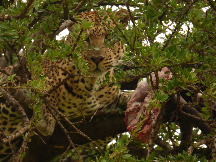 Masai Mara   Chui Leopard Lepard 