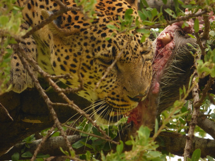 Masai Mara   Chui Leopard Lepard 