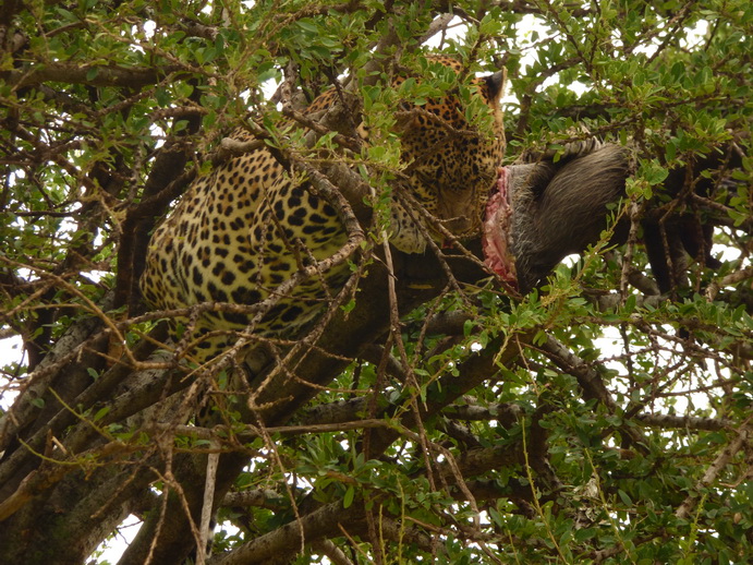 Masai Mara   Chui Leopard Lepard 