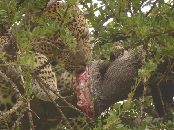   Masai Mara  Chui Leopard Lepard Masai Mara   Chui Leopard Lepard 