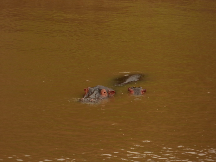 Masai Mara  Kiboko Flusspferd mit jungem Kiboko