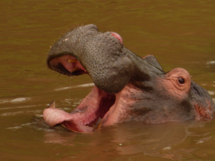 Masai Mara  Kiboko Flusspferd mit jungem Kiboko