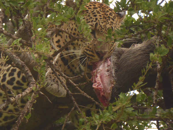   Masai Mara  Chui Leopard Lepard Masai Mara   Chui Leopard Lepard 