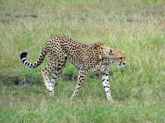   Masai Mara  cheetah Gepard Masai Mara  cheetah Gepard 