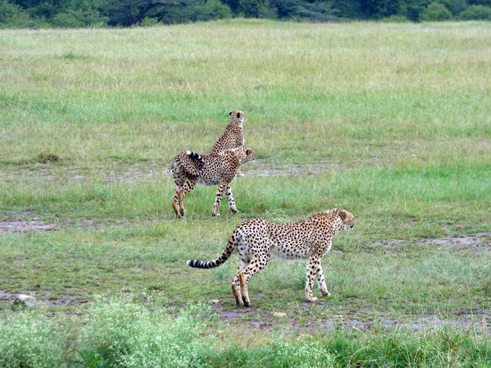   Masai Mara  cheetah Gepard Masai Mara  cheetah Gepard 