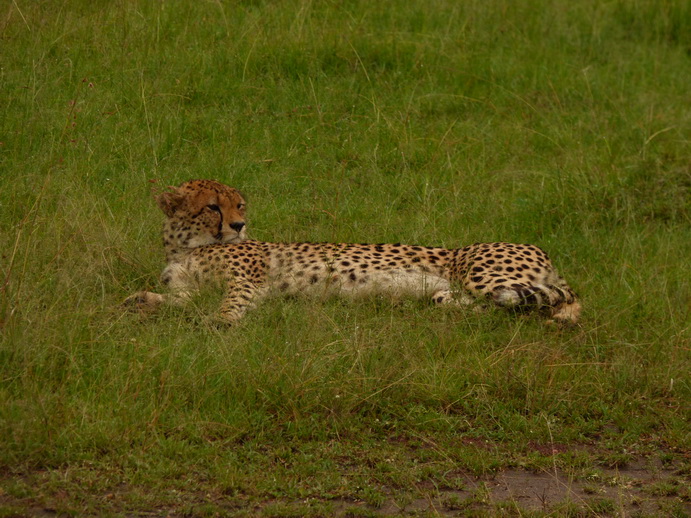   Masai Mara  cheetah Gepard Masai Mara  cheetah Gepard 