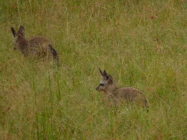   Masai Mara  Bat Eared Fox Löffelhund Masai Mara  Bat Eared Fox Löffelhund 