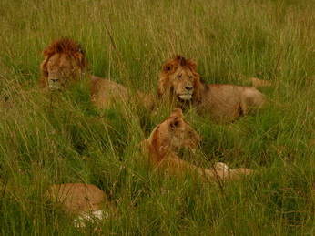 Masai Mara  Simba Löwe Löwen Löwin Löwenjunge