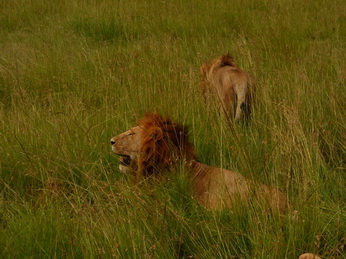 Masai Mara  Simba Löwe Löwen Löwin Löwenjunge