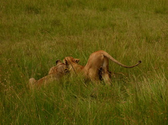 Masai Mara  Simba Löwe Löwen Löwin Löwenjunge