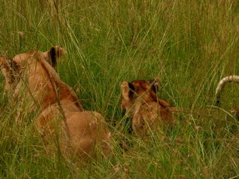 Masai Mara  Simba Löwe Löwen Löwin Löwenjunge