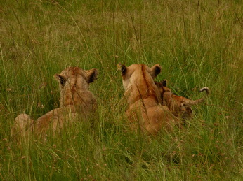 Masai Mara  Simba Löwe Löwen Löwin Löwenjunge