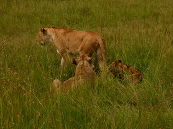 Masai Mara  Simba Löwe Löwen Löwin Löwenjunge