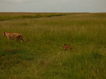 Masai Mara  Simba Löwe Löwen Löwin Löwenjunge