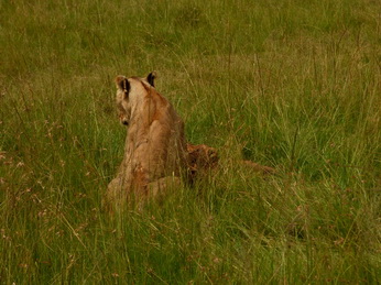 Masai Mara  Simba Löwe Löwen Löwin Löwenjunge