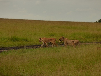 Masai Mara  Simba Löwe Löwen Löwin Löwenjunge