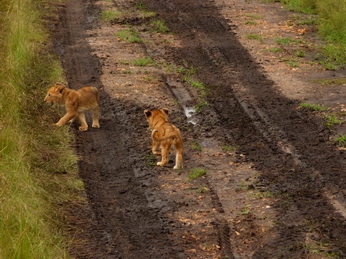 Masai Mara  Simba Löwe Löwen Löwin Löwenjunge