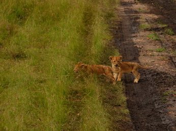 Masai Mara  Simba Löwe Löwen Löwin Löwenjunge