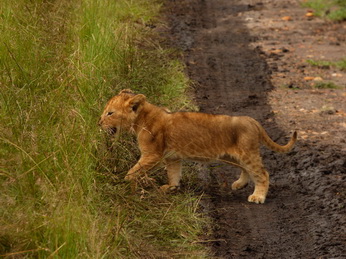 Masai Mara  Simba Löwe Löwen Löwin Löwenjunge