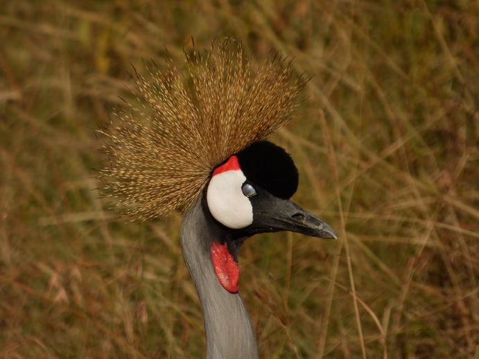   Lake Nakuru Kronenkranich Crowne CraneLake Nakuru Kronenkranich Crowne Crane 