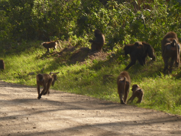 Lake Nakuru NP Baboons