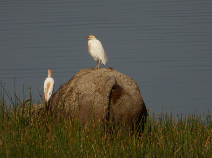 Lake Nakuru Jockeyheron