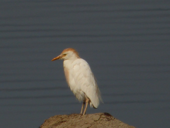 Lake Nakuru Jockeyheron