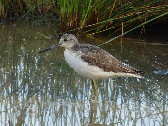 Lake Nakuru Swampbird