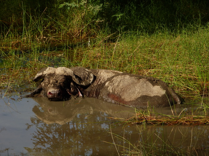 Lake Nakuru lonesome Buffalo starving