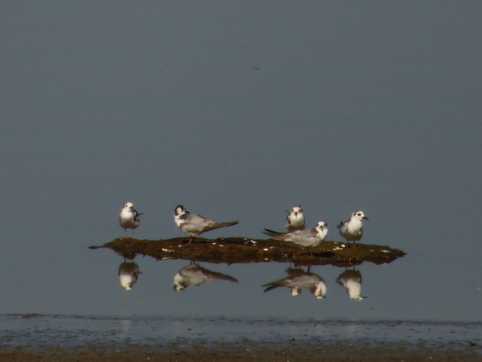 Lake Nakuru Birdsmirror