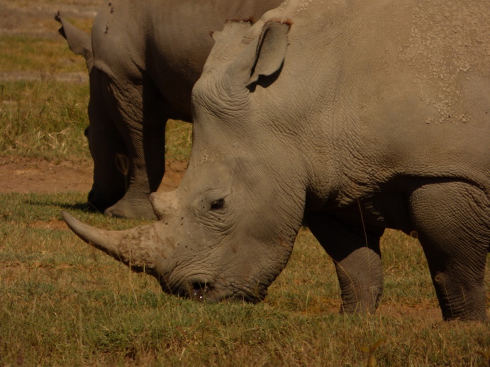 Lake Nakuru Rhino