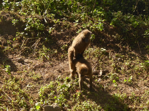 Lake Nakuru NP Baboons