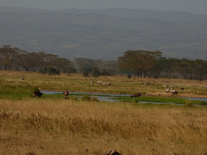 Lake Nakuru Swamp