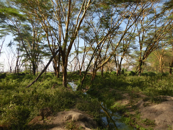 Lake Nakuru Seelevel steigt die Bäume sterben