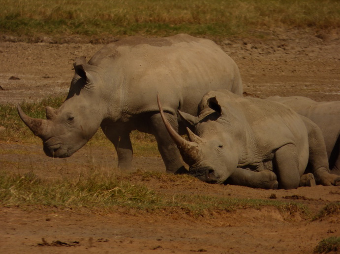 Lake Nakuru Rhino Black Rhino