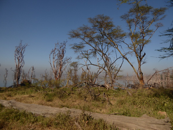 Lake Nakuru Seelevel steigt die Bäume sterben
