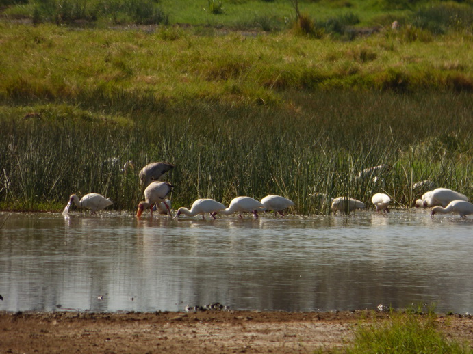 Lake Nakuru Rhino Löffler Spoonbird