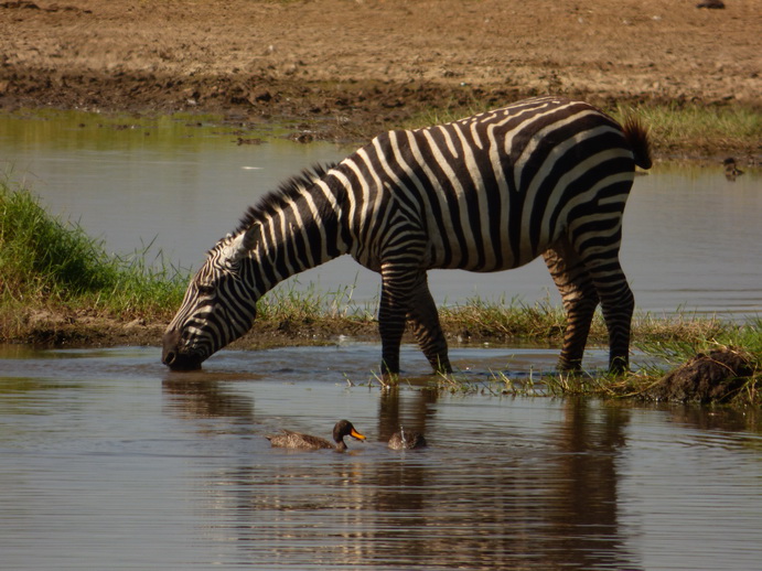 Lake Nakuru Rhino Löffler Spoonbird 