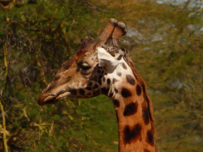 Lake Nakuru Giraffe