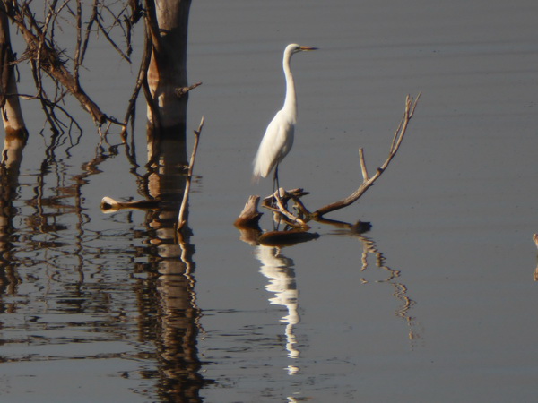 Lake Nakuru Seelevel steigt die Bäume sterben