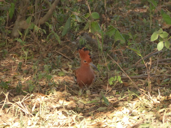 Lake Nakuru Seelevel Wiedehopf, Hoopoe