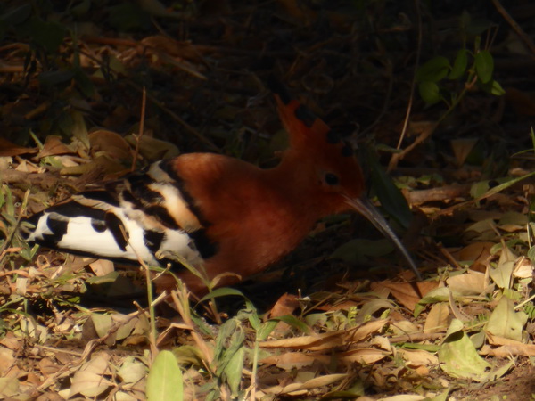 Lake Nakuru Seelevel Wiedehopf, Hoopoe