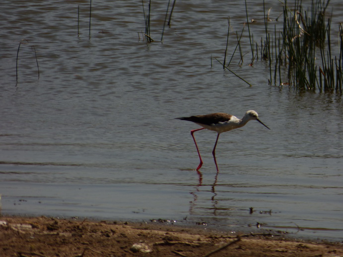 Lake Nakuru 