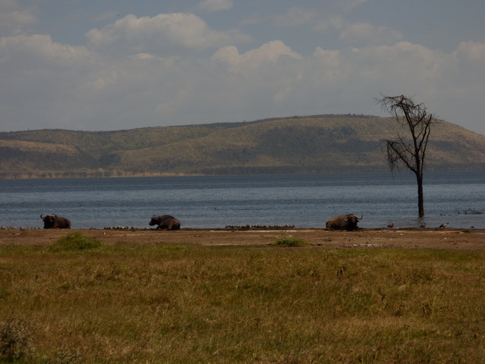 Lake Nakuru Lake Nakuru Lake Nakuru lonesome Buffalos