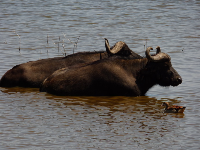 Lake Nakuru Lake Nakuru Lake Nakuru lonesome Buffalos