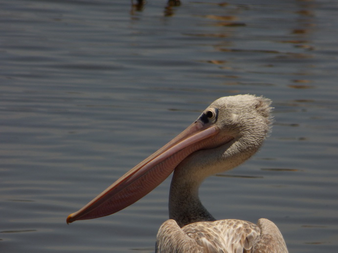 Lake Nakuru Flamingo