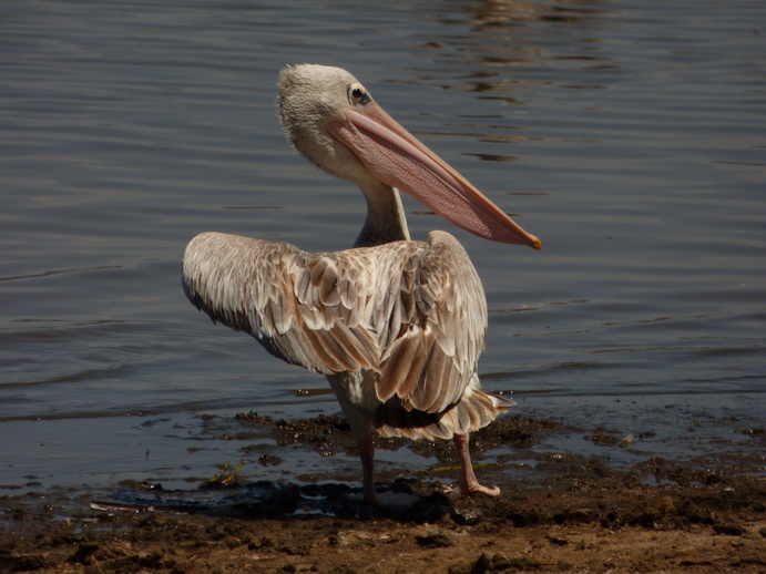 Lake Nakuru Pelikan