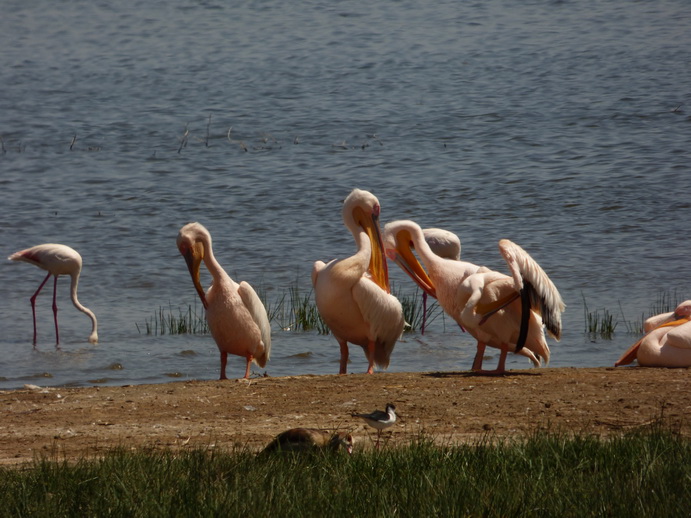 Lake Nakuru Nakuru Pelikans