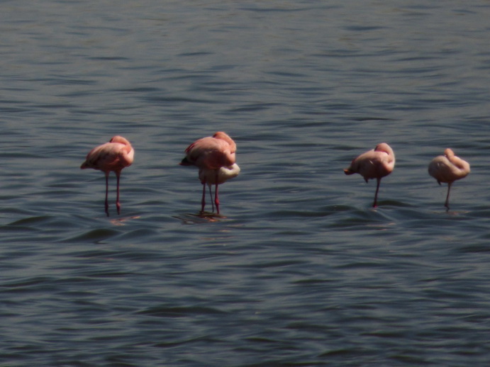 Lake Nakuru Flamingo