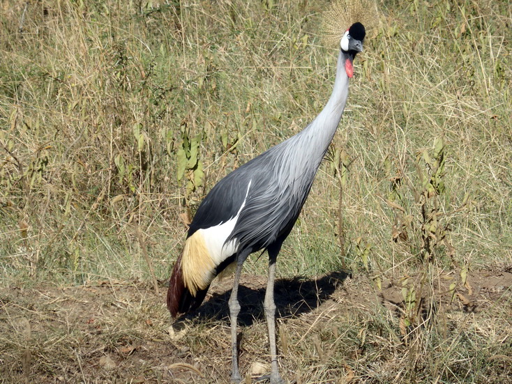 Lake Nakuru Kronenkranich Crowne Crane